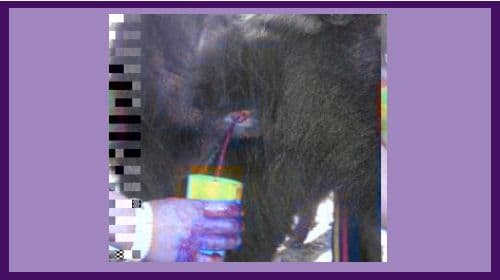 मुस्ताङमा चौंरीको ताजा रगत
र नेपाल र नेपालीको नियति