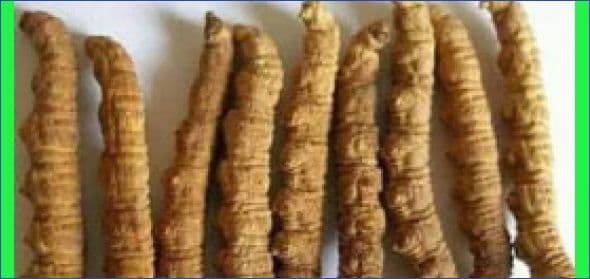 सुनभन्दा महगो यार्चागुम्वा ः कहिले चिन्छ नेपालले ?