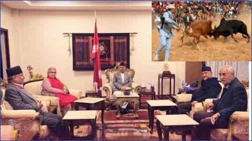 चुनाव गोरू जुधाइभन्दा कडा हुँदै