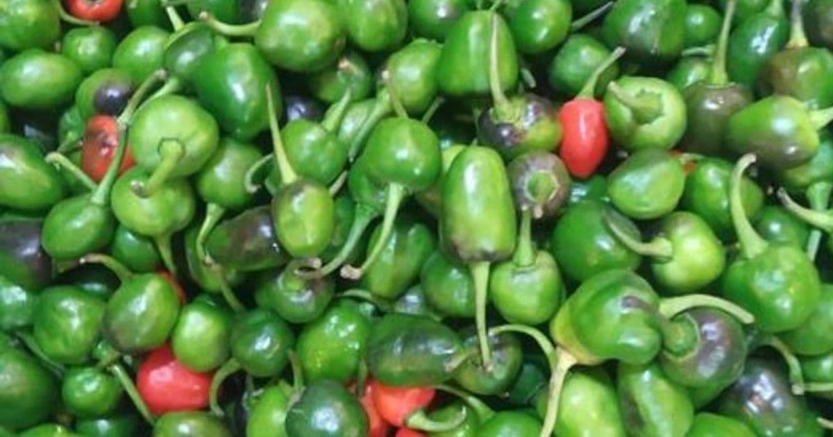 हरियो अकबरे खुर्सानी प्रतिकिलो ६ सय अन्य तरकारीकाे मूल्य कति ?