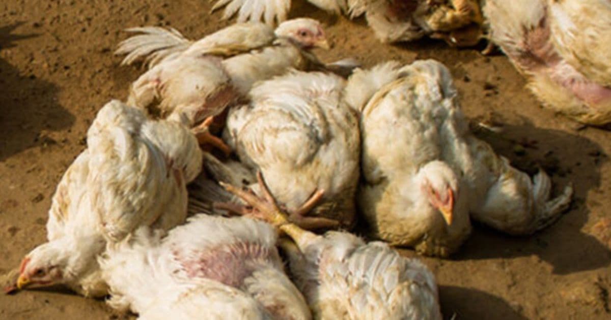 बर्डफ्लुकाे संक्रमण फैलियाे