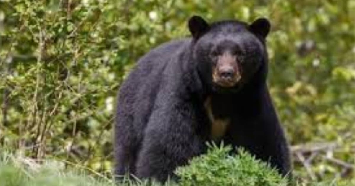 भालु नियन्त्रणका लागि फलामको खोर