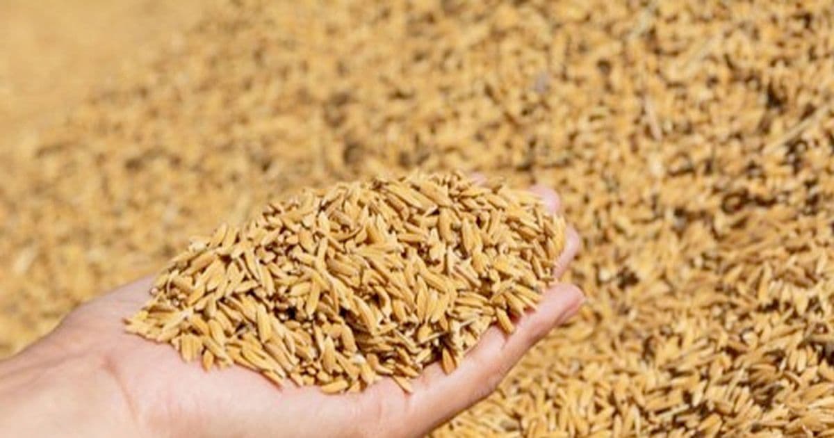 किसानले चैतेधानको उचित मूल्य पाएनन्