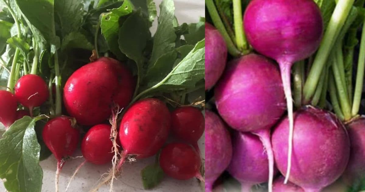 गान्टे मुला प्रतिकिलो ६० रुपैयाँ अन्य फलफूल तथा तरकारीकाे मूल्य कति ?