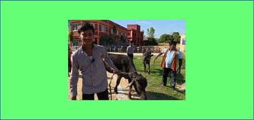 उत्कृष्ठ विद्यार्थीलाई भैंसी उपहार