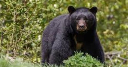 भालु नियन्त्रणका लागि फलामको खोर