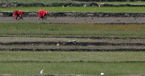 उदयपुरमा १ हजार हेक्टरमा चैतेधान राेपियाे