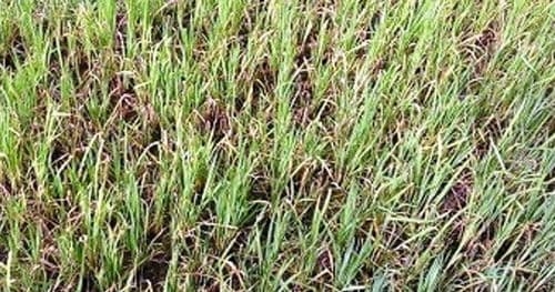 गोरखामा धान बालीमा मरुवा रोगको समस्या
