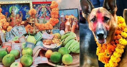 आज बिहान कुकुर तिहार, साँझ लक्ष्मीपूजा