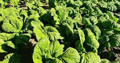 जिरीको रायाेकाे साग किलाेकाे ६५० अरु तरकारीकाे मूल्य कति ?