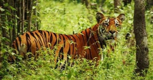 बाघको गणना मंगलबार शुरु हुँदै