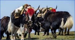 Himalayan yak herders launch first regional network at Bhutan’s Royal Highland Festival