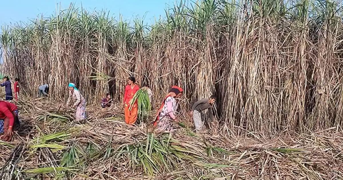 उखु किसानको १ अर्ब ६१ करोड भुक्तानी