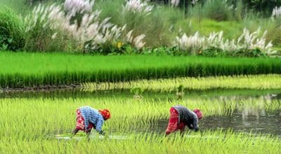 Trump Turns His Attention To Taxing Indian Rice Imports