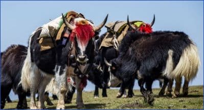Himalayan yak herders launch first regional network at Bhutan’s Royal Highland Festival