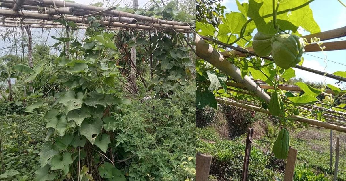 इलामको सुर्योदयमा बेमौसमी स्कुस खेति