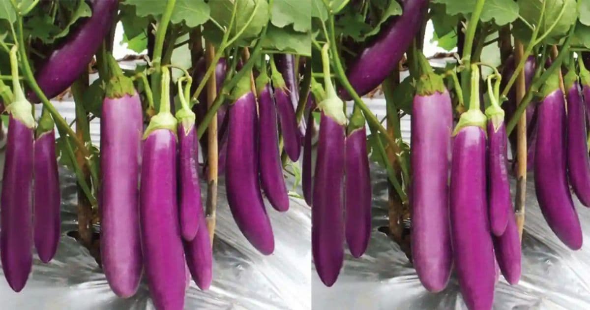 भन्टा लाम्चो प्रतिकिलो ७० अन्य फलफूल तथा तरकारीकाे मूल्य कति ?