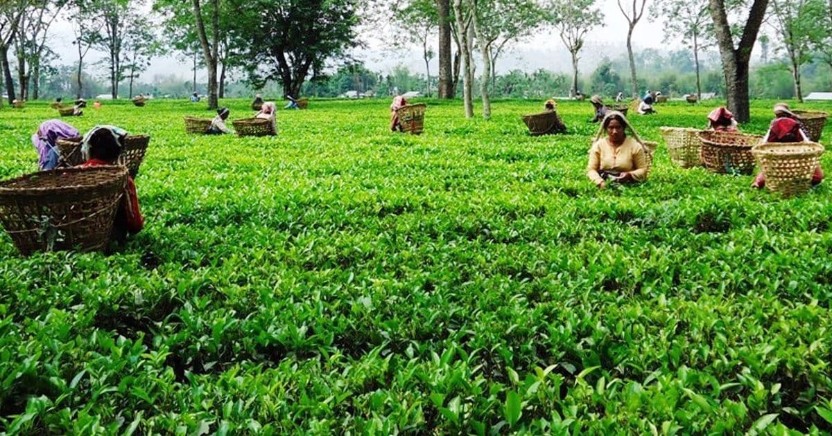 भारतीय भन्सारले रोकेको तयारी चियाको निर्यात खुला