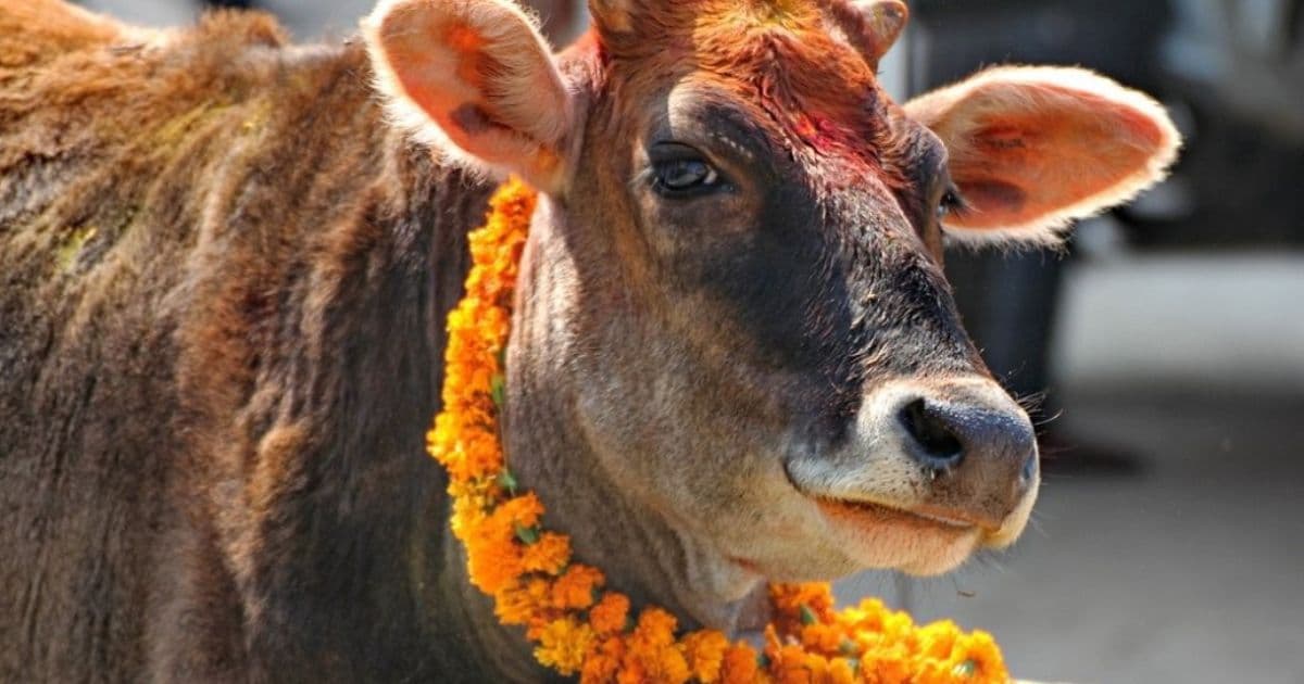 आज तिहारको चौथो दिन गाई तिहार मनाइँदै