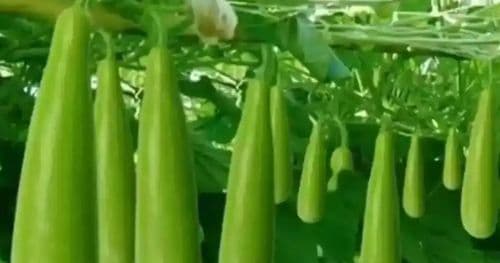 लौका प्रतिकिलो एकसय अन्य तरकारीकाे मूल्य कति ?