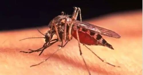 चितवनकाे विभिन्न अस्पतालमा औलोका ६ जना बिरामी भेटिए