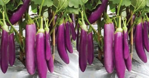 भन्टा लाम्चो प्रतिकिलो ७० अन्य फलफूल तथा तरकारीकाे मूल्य कति ?