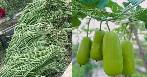 झापामा बेमौसमी लहरे तरकारी लहलह