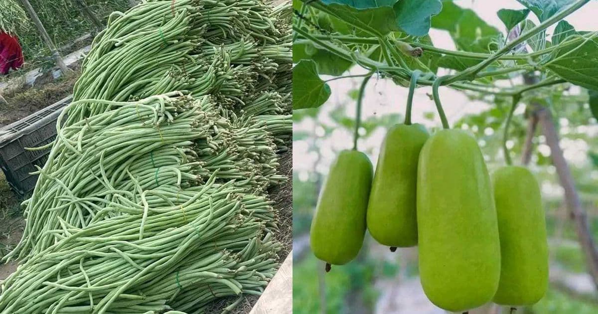 झापामा बेमौसमी लहरे तरकारी लहलह